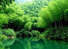柳姓的来源