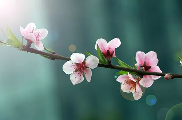 咸池桃花入命的特点咸池桃花详解