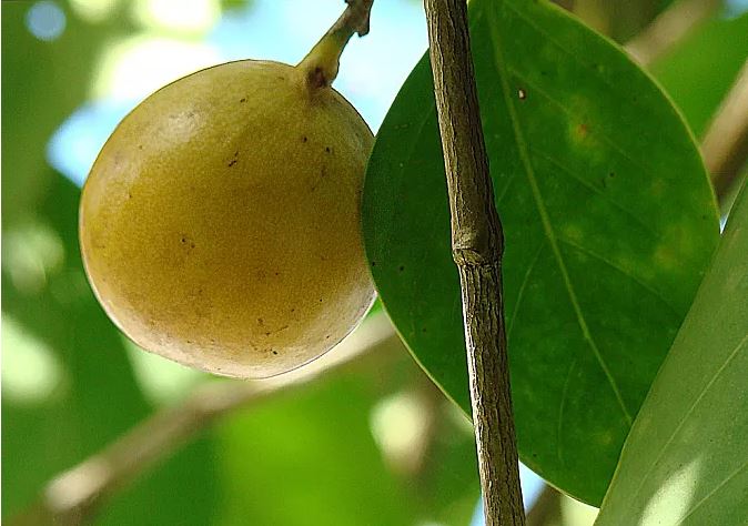 纳音石榴木是什么意思